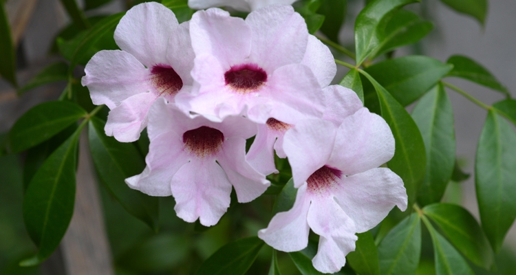 Pandorea jasminoides, Bower vine, Pandora vine
